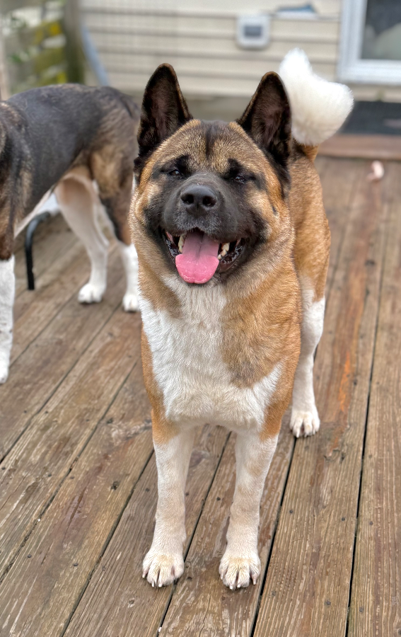 An adult large-sized female Akita dog named Sitka for adoption in Wells, VT