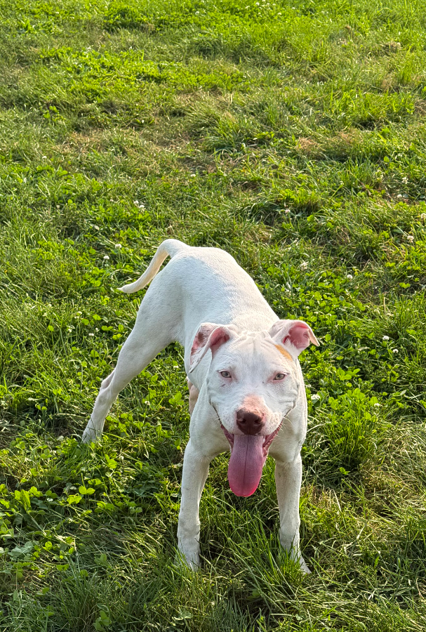Chase
