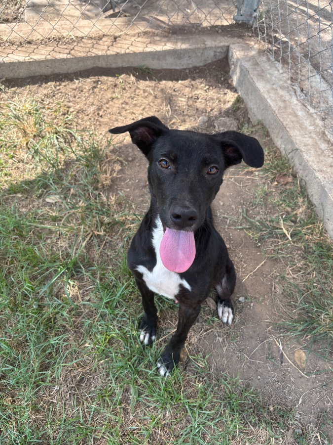 A baby small-sized male Mixed Breed dog named Chucky for adoption in Wells, VT