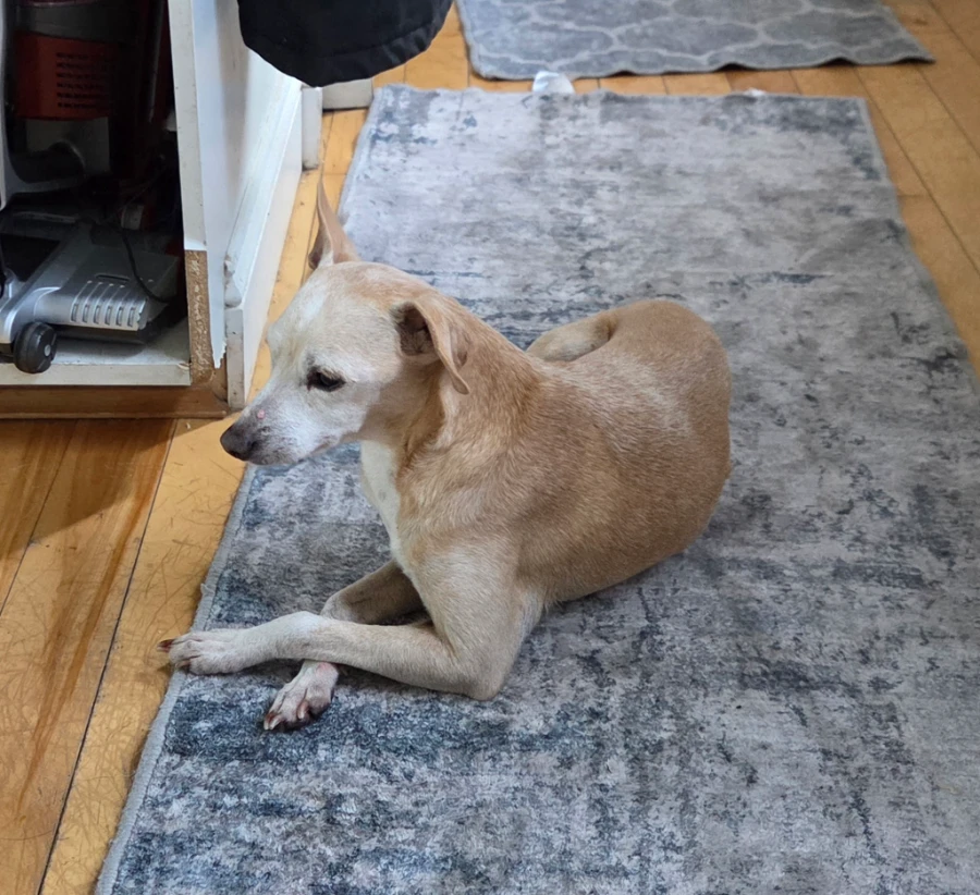 A senior small-sized male Chihuahua dog named Sargent Whompums for adoption in Wells, VT