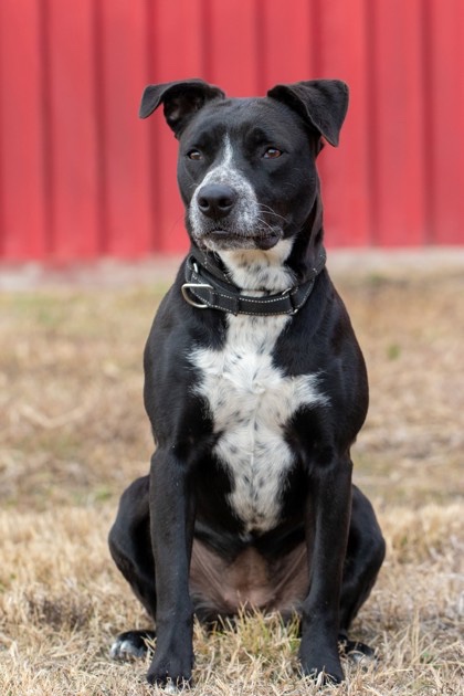An adult medium-sized female Pit Bull Terrier dog named Greta  for adoption in Wells, VT
