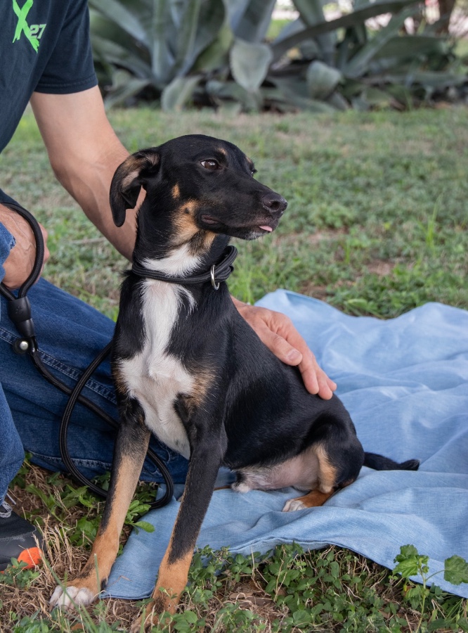 A baby small-sized male Australian Kelpie dog named Clyde for adoption in Wells, VT