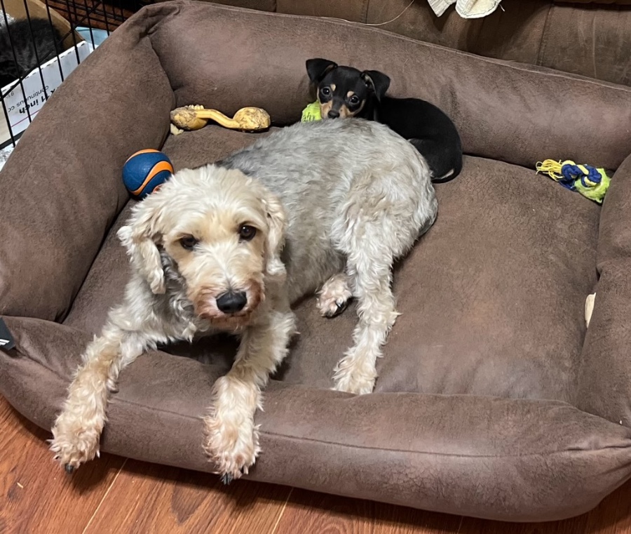 An adult small-sized female Mixed Breed dog named Shaggy for adoption in Wells, VT