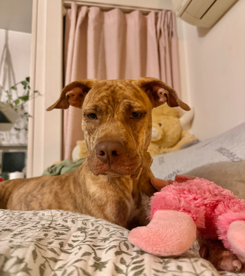 A baby medium-sized female Mixed Breed dog named Cinnamon for adoption in Wells, VT