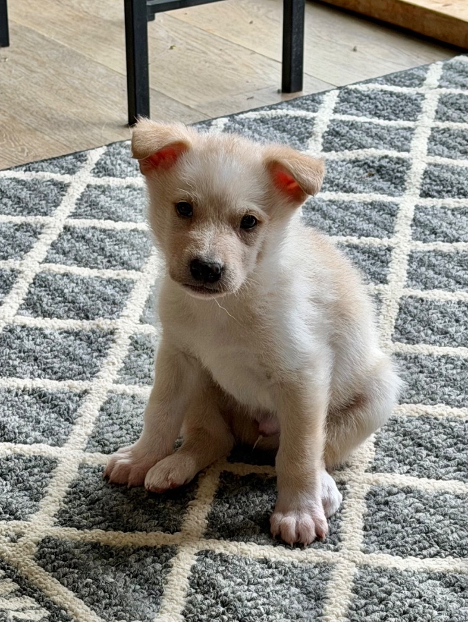 Casper Puppy thumbnail 2
