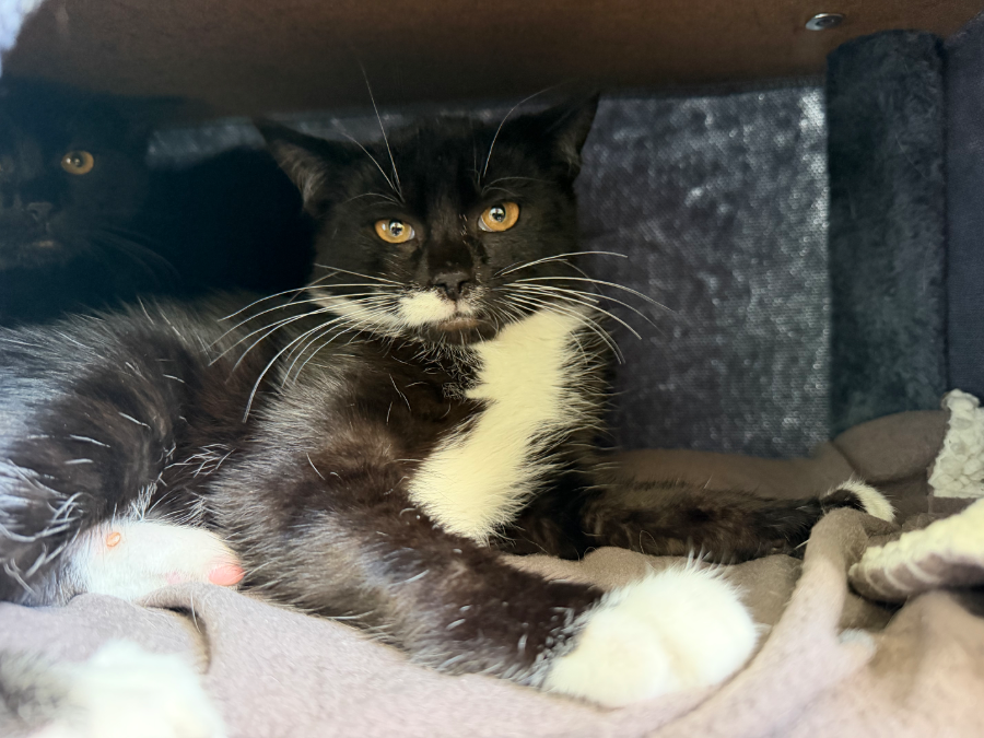 A young unknown-sized female Mixed Breed cat named Ember for adoption in Wells, VT