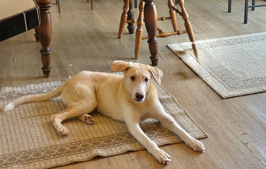 A baby medium-sized male Husky dog named Atlas for adoption in Wells, VT