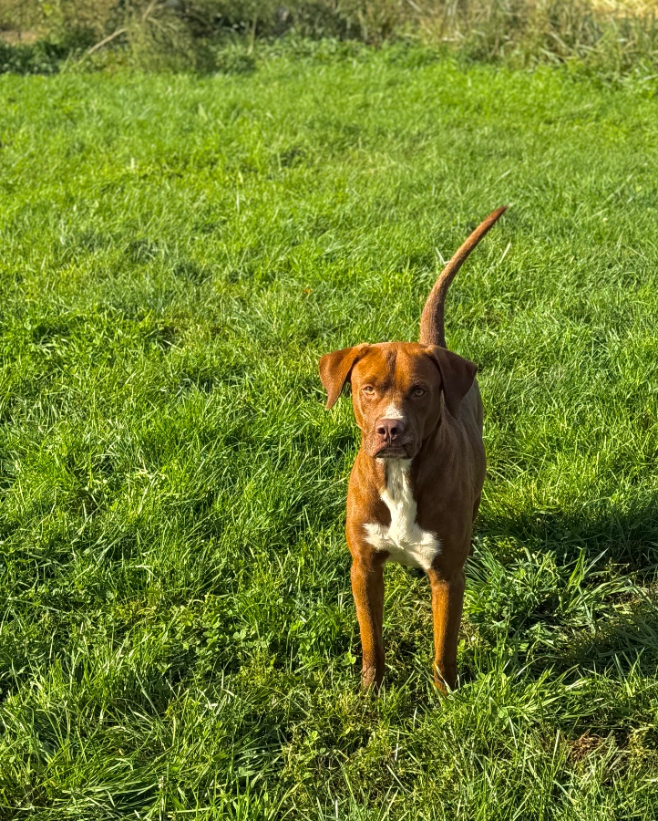 A young large-sized male Labrador Retriever dog named Hammy for adoption in Wells, VT