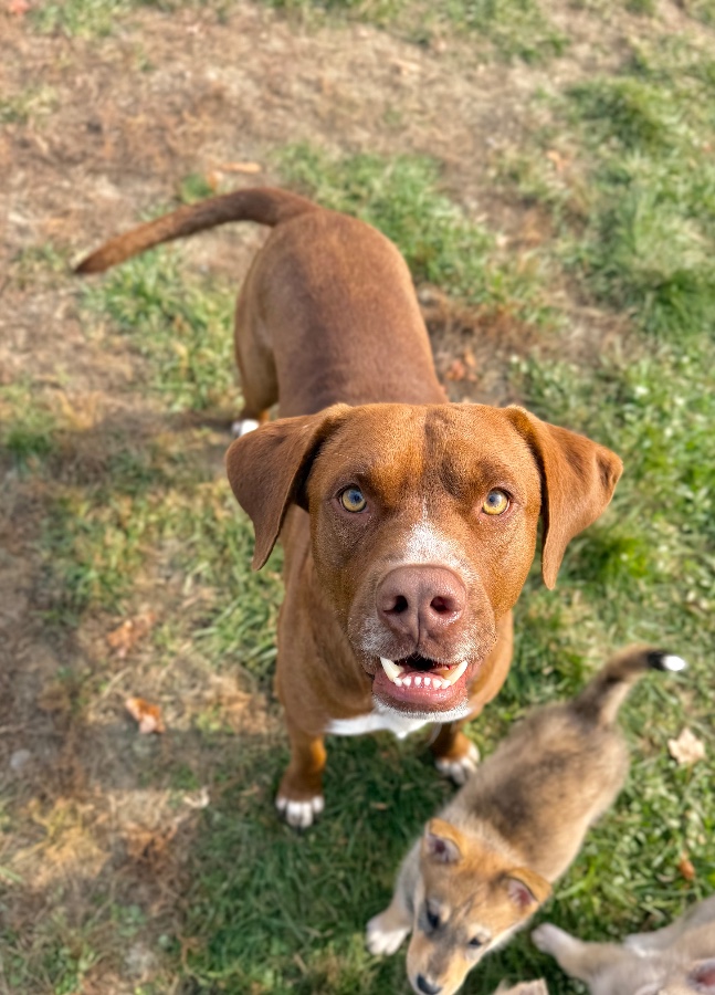 A young large-sized male Brown / Chocolate Labrador Retriever dog named Hammy for adoption in Wells, VT