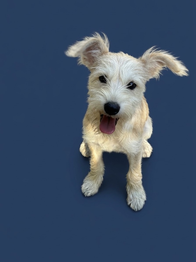 Casper thumbnail 4