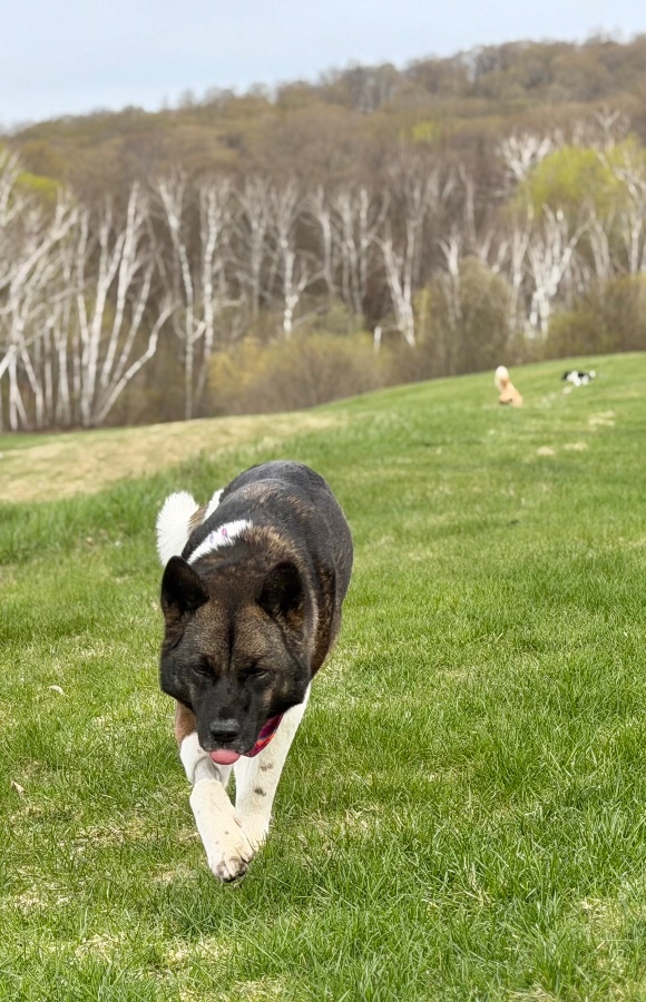 A senior large-sized female Akita dog named Pooka (AKA Pookie) for adoption in Wells, VT