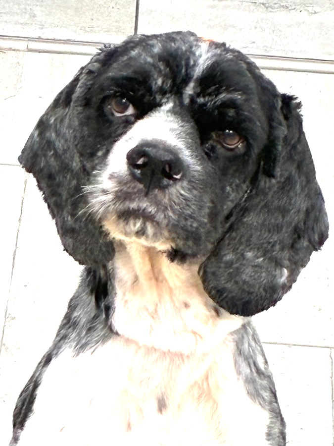 An adult medium-sized male Cocker Spaniel dog named Waldo for adoption in Wells, VT