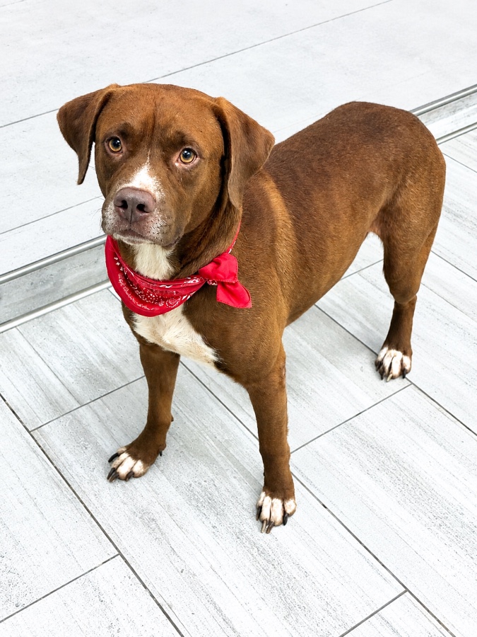 A young large-sized male Labrador Retriever dog named Hammy for adoption in Wells, VT