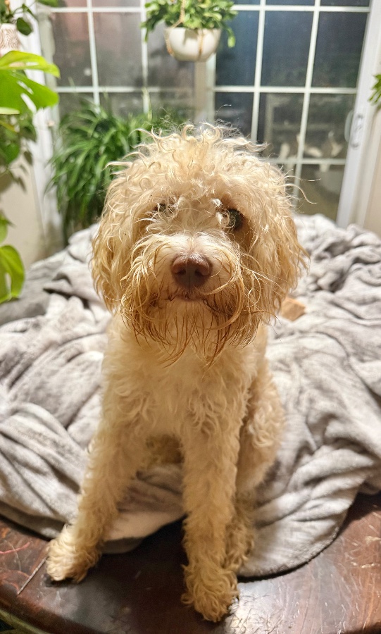 A young small-sized male Miniature Schnauzer dog named Ralphie for adoption in Wells, VT