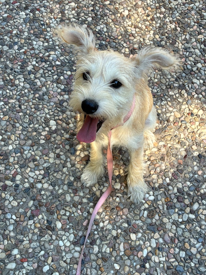 A baby small-sized male Miniature Schnauzer dog named Casper for adoption in Wells, VT