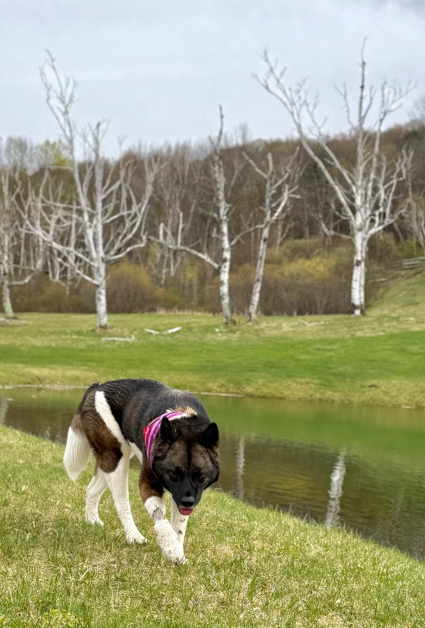 Pooka (AKA Pookie) thumbnail 10