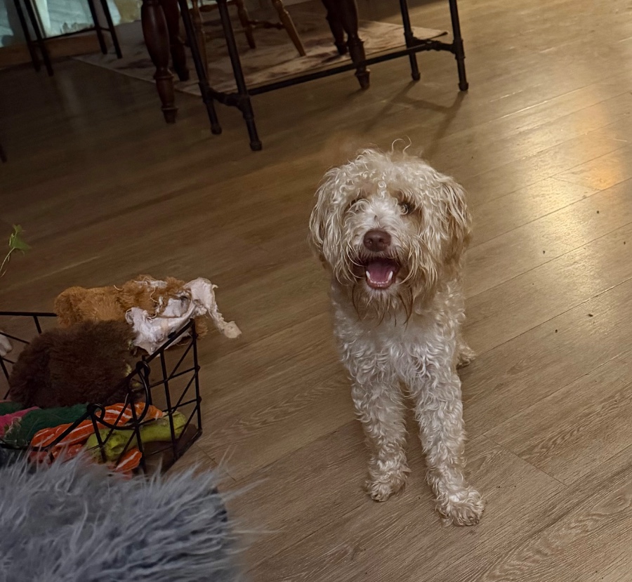 Ralphie thumbnail 7
