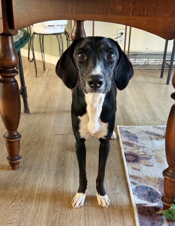 A baby small-sized female Black Australian Kelpie dog named Winnie  for adoption in Wells, VT