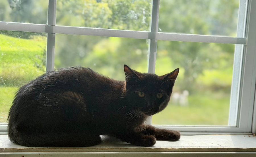 A young unknown-sized male Mixed Breed cat named Flint for adoption in Wells, VT