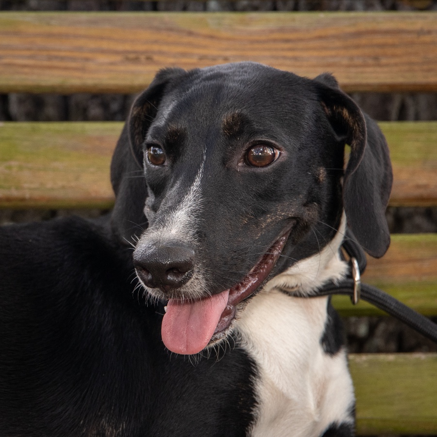 A baby small-sized female Australian Kelpie dog named Bonnie for adoption in Wells, VT