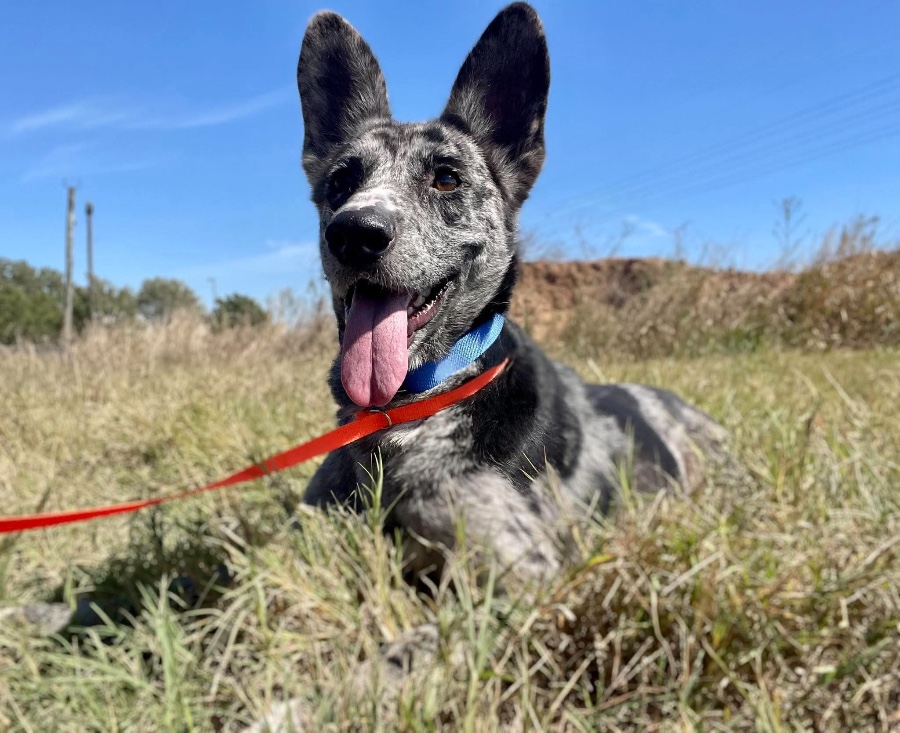 An adult medium-sized female Corgi dog named Roux for adoption in Wells, VT