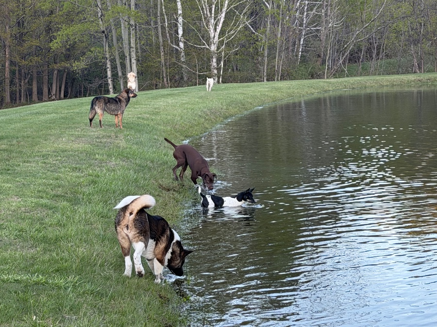 Pooka (AKA Pookie) thumbnail 12