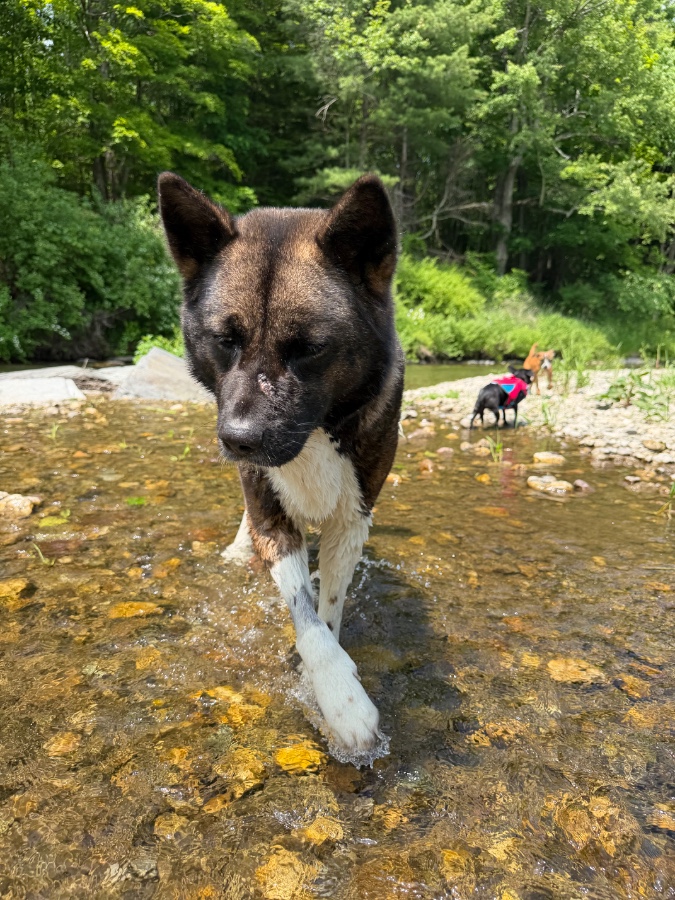 Pooka (AKA Pookie) thumbnail 16