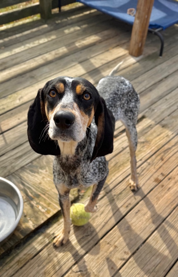 An adult medium-sized female Merle (Blue) Bluetick Coonhound dog named Benelli for adoption in Wells, VT