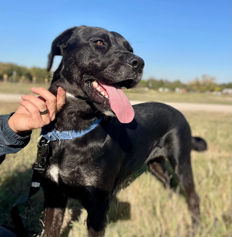 An adult large-sized female Black Labrador Retriever dog named Esmerelda for adoption in Wells, VT
