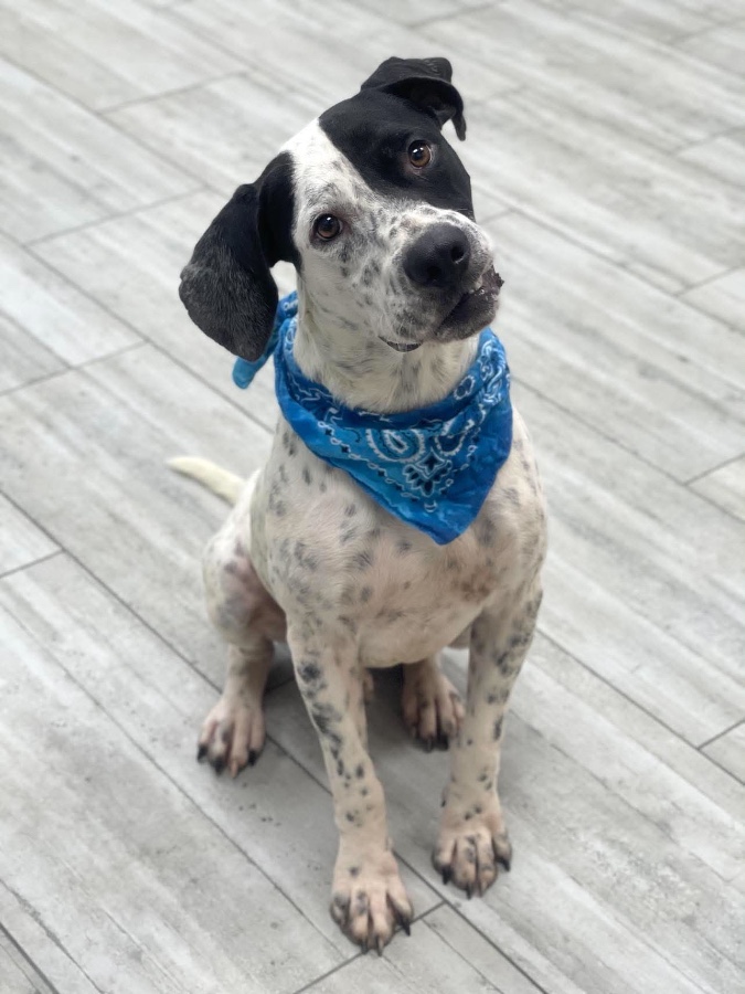 An adult medium-sized male Mixed Breed dog named Homer for adoption in Wells, VT