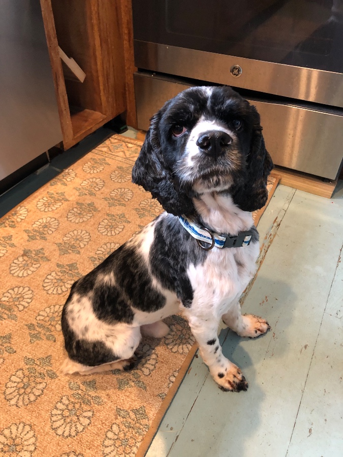 An adult medium-sized male Cocker Spaniel dog named Waldo "Wally" for adoption in Wells, VT