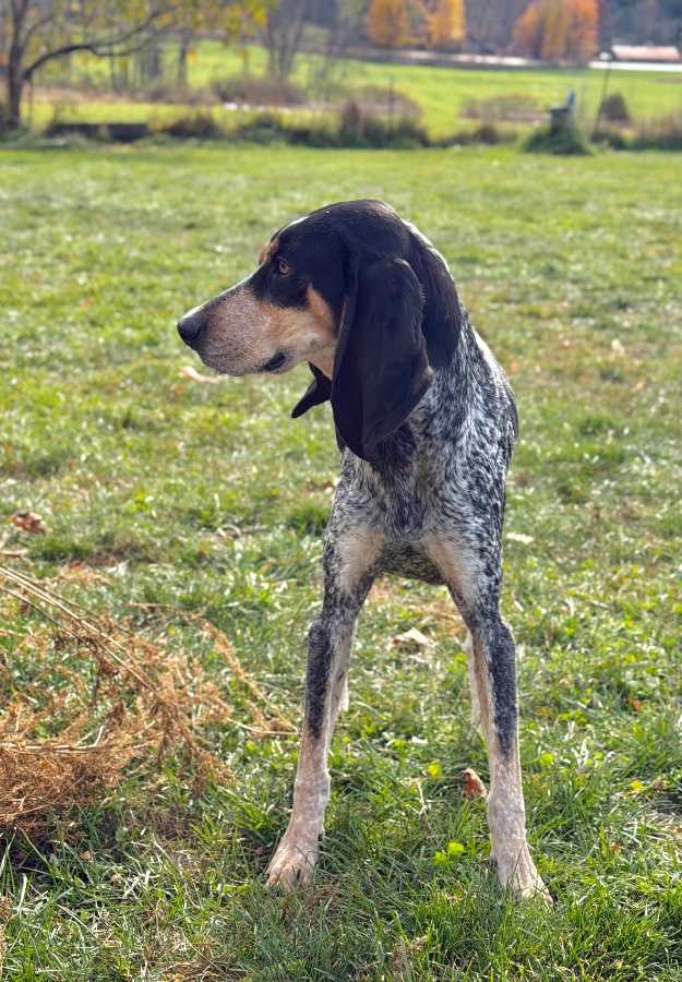 Benelli thumbnail 13