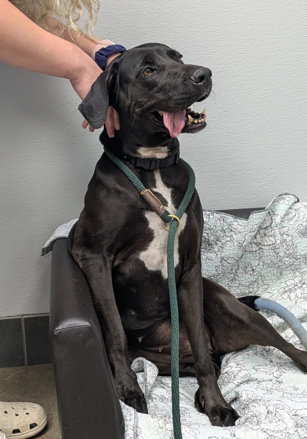 An adult large-sized female Black Labrador Retriever dog named Rosie  for adoption in Wells, VT