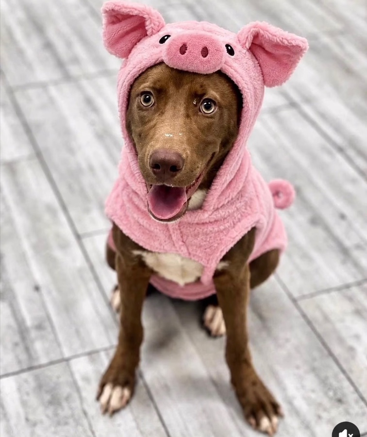 A baby medium-sized male Mixed Breed dog named Wilbur for adoption in Wells, VT