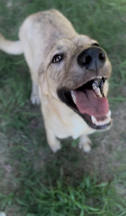 Juniper  thumbnail 3
