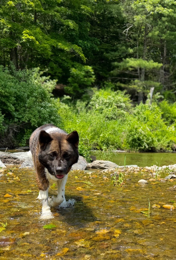 Pooka (AKA Pookie) thumbnail 15