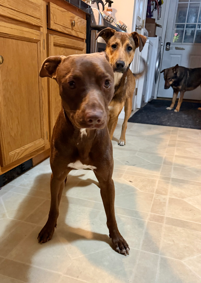 An adult medium-sized male Mixed Breed dog named Kayu for adoption in Wells, VT