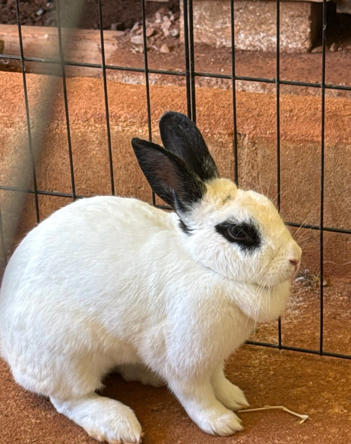 An adult unknown-sized female White American rabbit named Bun Bun for adoption in Kaneohe, HI