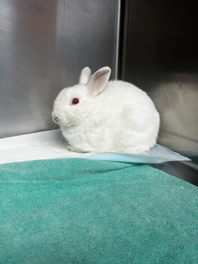 A senior small-sized male White American rabbit named Tofu for adoption in Kaneohe, HI