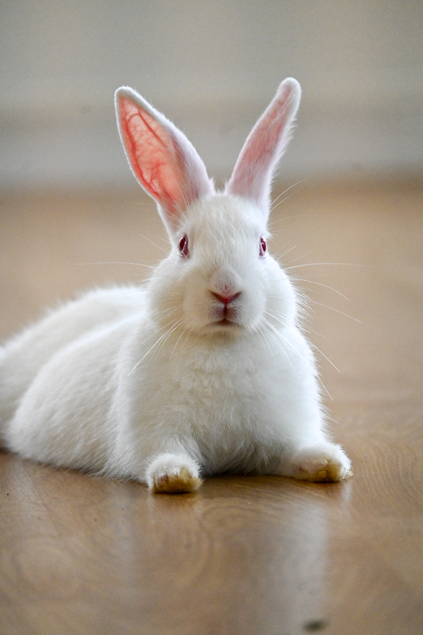 A young unknown-sized male White Mini Rex rabbit named Peaches for adoption in Kaneohe, HI