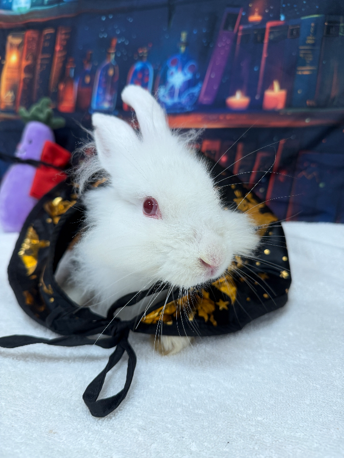 Bunilla Bean thumbnail 3