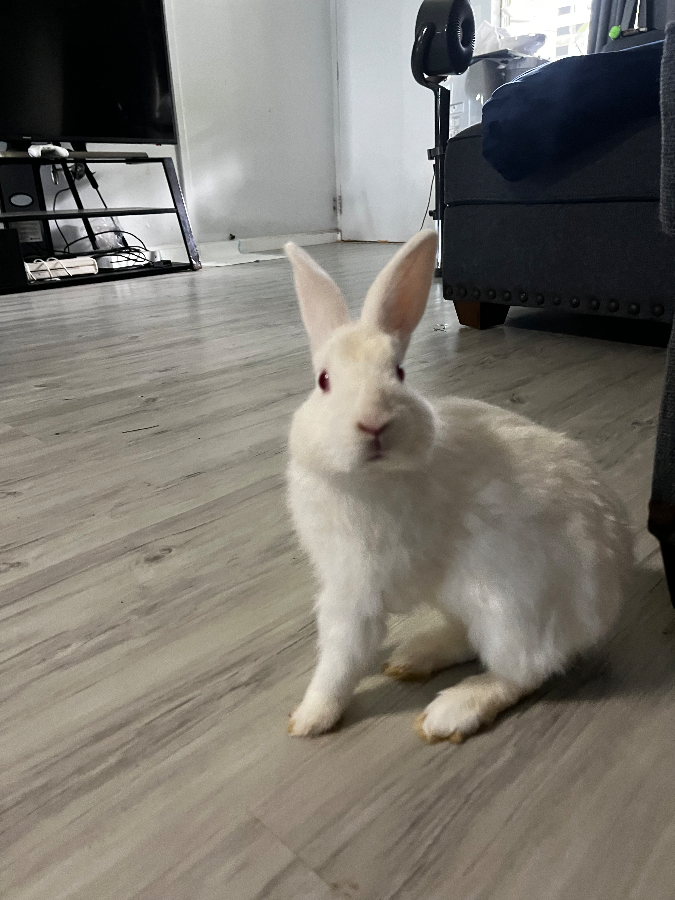 Peaches thumbnail 3