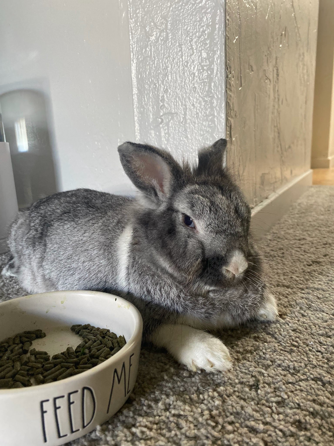 A senior unknown-sized male Blue / Gray Lionhead rabbit named Winslow for adoption in Kaneohe, HI