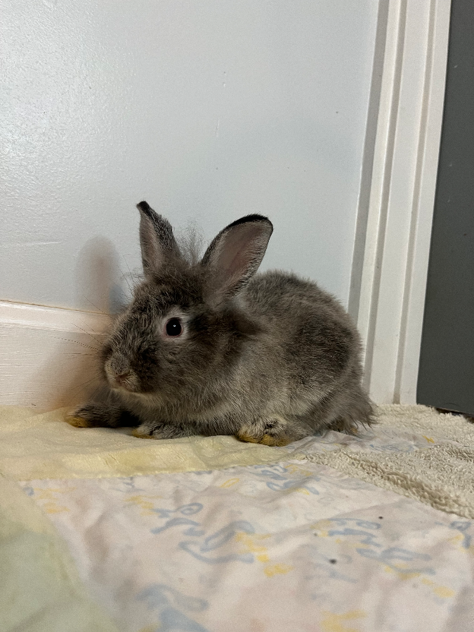A young unknown-sized female Blue / Gray Lionhead rabbit named Sterling for adoption in Kaneohe, HI