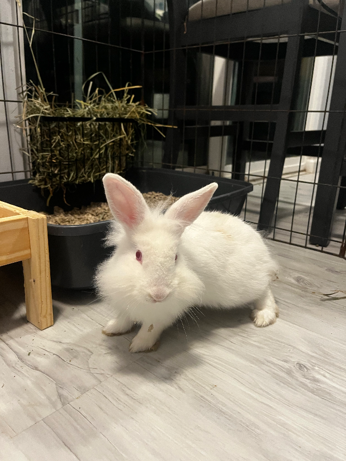 A young unknown-sized male White Lionhead rabbit named Bunilla Bean for adoption in Kaneohe, HI