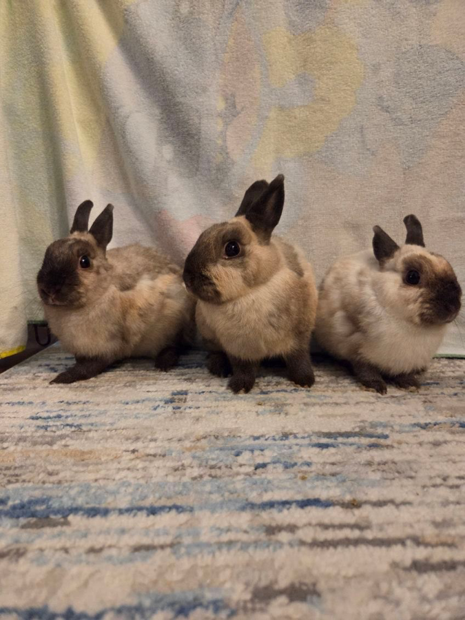 An adult unknown-sized male Sable American Sable rabbit named Toast for adoption in Kaneohe, HI