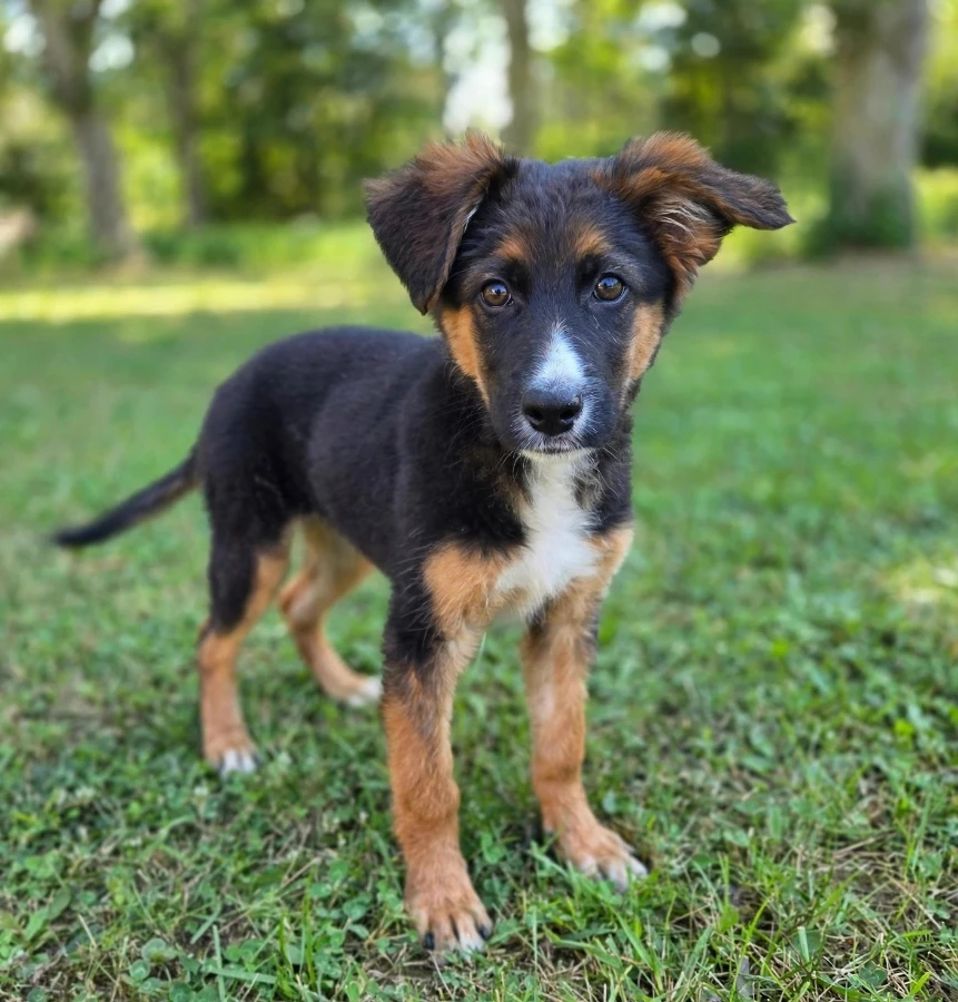 A baby unknown-sized male German Shepherd Dog dog named Kenzo for adoption in Rome, GA