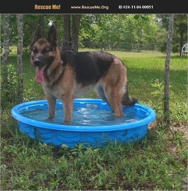 A young unknown-sized female German Shepherd Dog dog named LinaLee for adoption in Rome, GA
