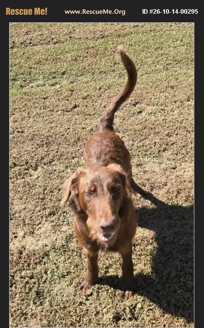 A young unknown-sized male Chesapeake Bay Retriever dog named Scout for adoption in Rome, GA