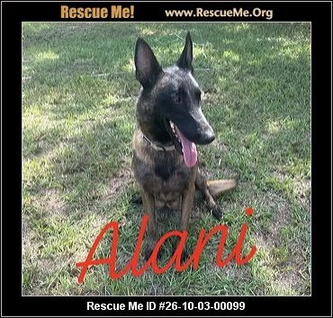 An adult unknown-sized female Belgian Shepherd / Malinois dog named ALANI for adoption in Rome, GA